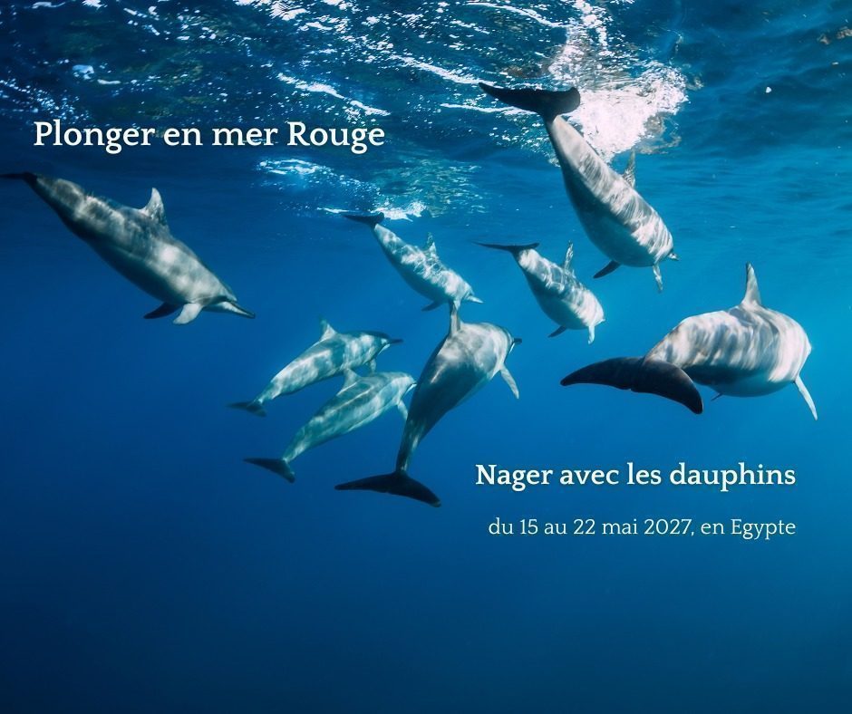 La Voix de l'Eau — Immersion Égypte avec les dauphins en Mer Rouge, 15 au 22 mai 2027