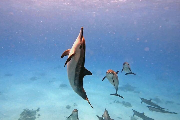 La Voix de l'Eau — Immersion Égypte avec les dauphins en Mer Rouge, 15 au 22 mai 2027